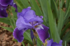 DSC_9446a