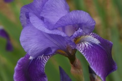 DSC_9454a