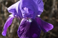 DSC_9652a